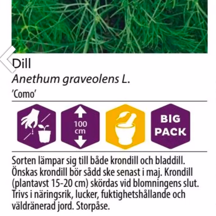 Dill Vanlig Como Big Oack