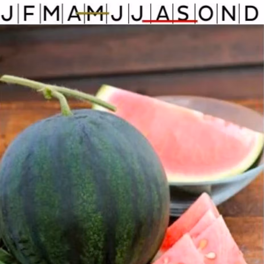 Vattenmelon Sugar Baby