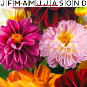 Sommar Dahlia Redskin