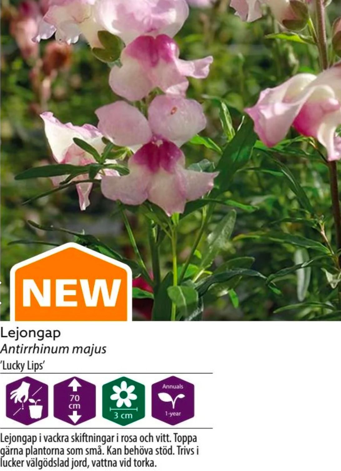 Lejongap Lucky Lips