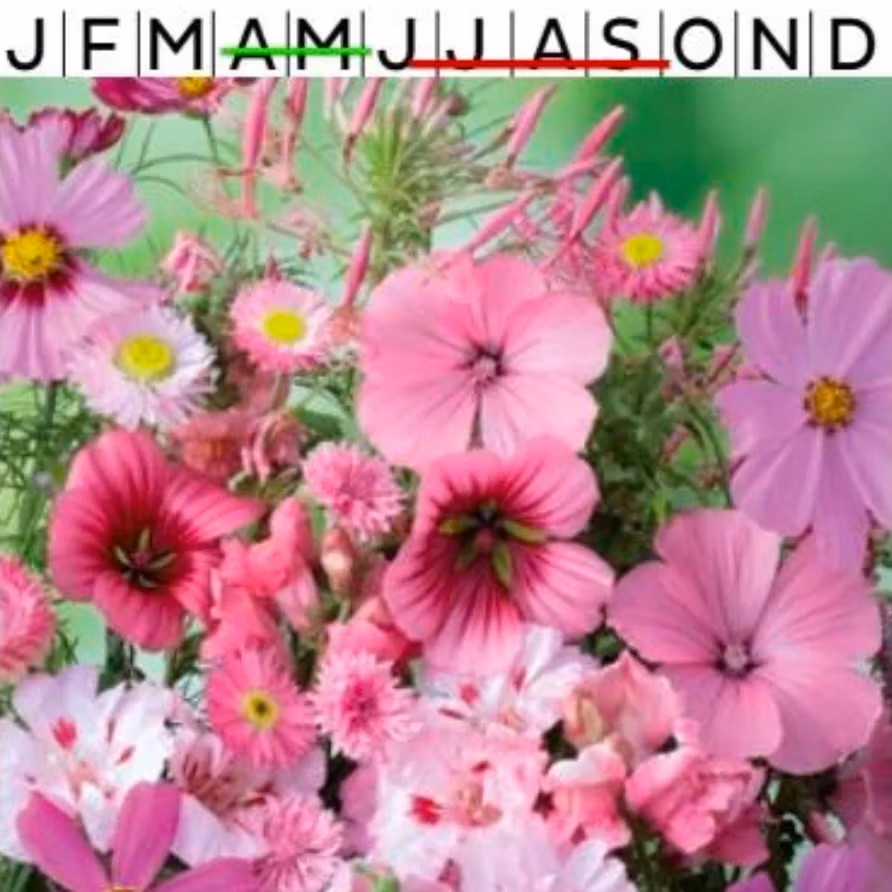 Sommarblommor mix Rosa