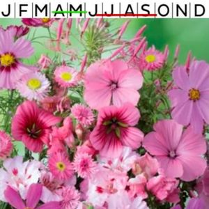 Sommarblommor mix Rosa