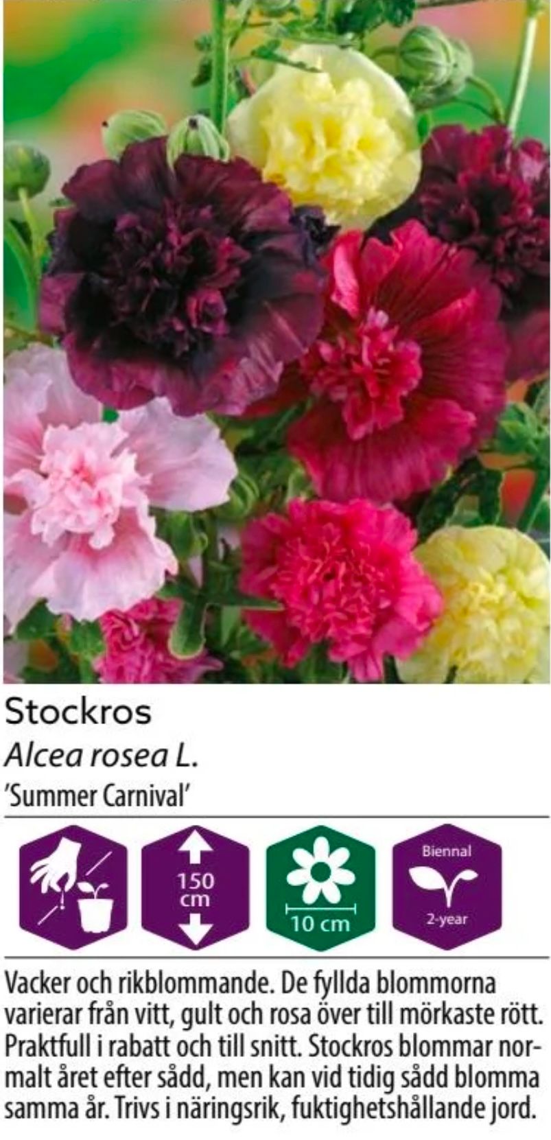 Stockros Summer Carnival