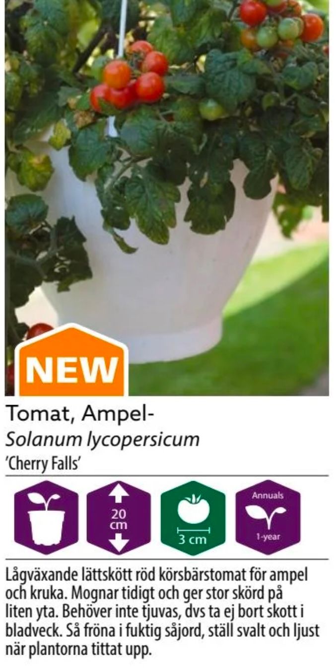Tomat Ampel Cherry Falls
