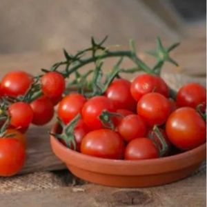 Tomat Ampel Gartenperle