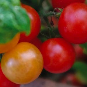 Tomat Kruka Veranda Red