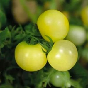 Tomat Kruk Balconi Yellow