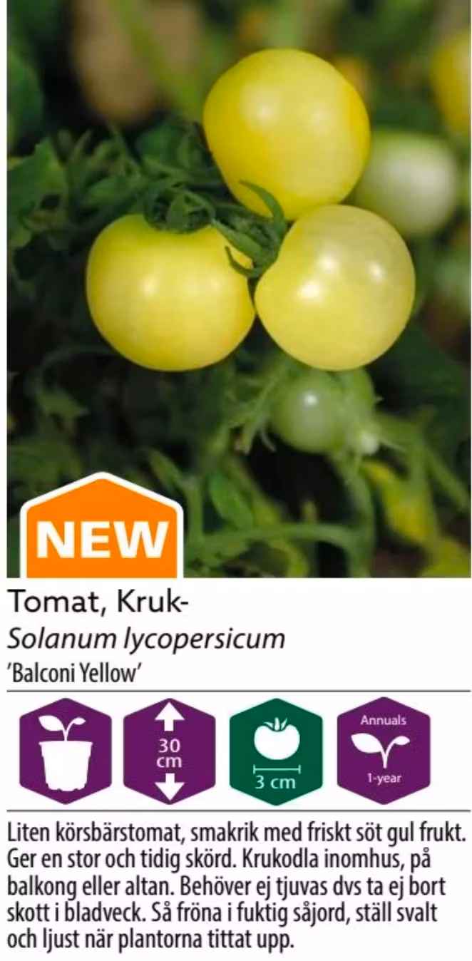 Tomat Kruk Balconi Yellow