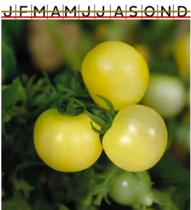 Tomat Kruk Balconi Yellow