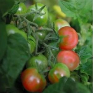 Tomat Kruka Balconi Red