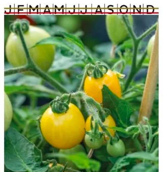 Tomat Kruka Funnyplums Orange F1