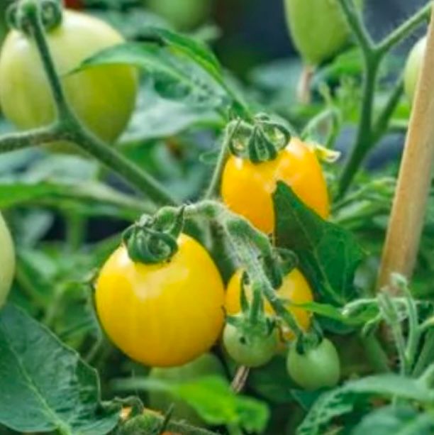 Tomat Kruka Funnyplums Orange F1