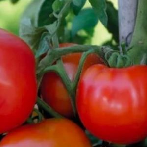 Tomat Busk Gladiant F1 Organic