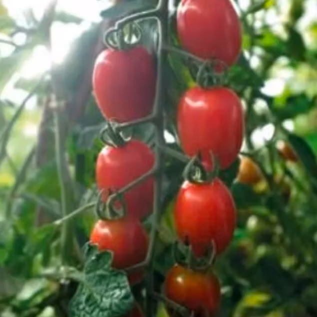 Tomat Hög Monterrey F1 Organic