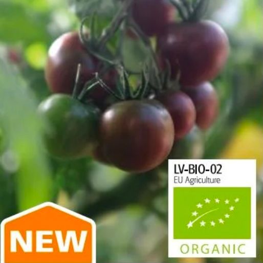 Tomat Hög Black Cherry Organic
