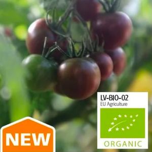 Tomat Hög Black Cherry Organic