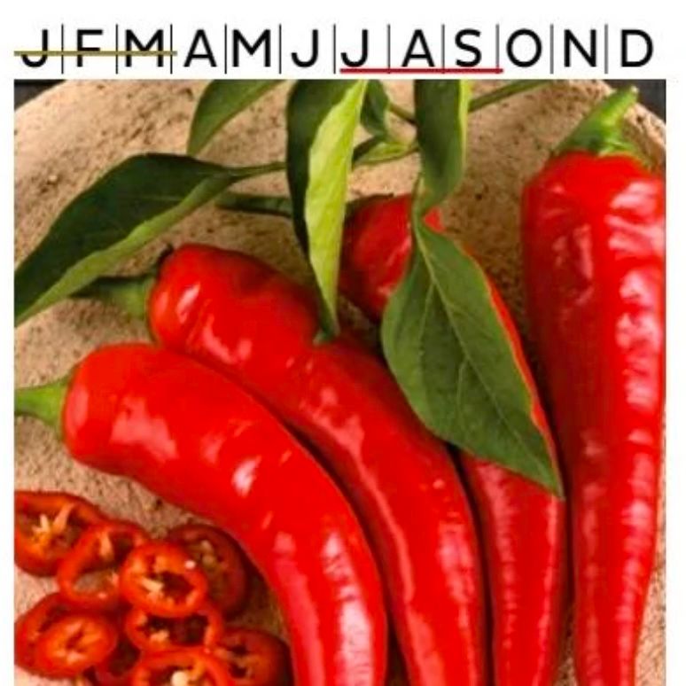 Chilipeppar Cayenne Long Slim