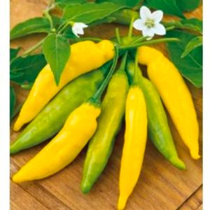 Chilipeppar Hot Lemon