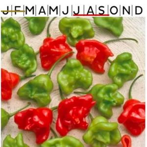 Chilipeppar Jamaican Bell