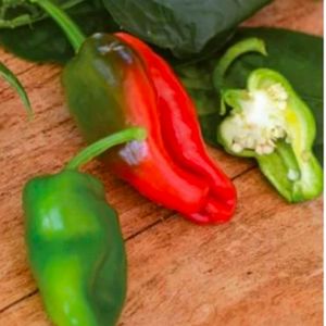 Chilipeppar Padron