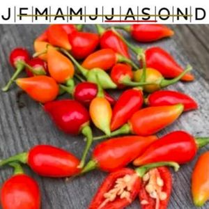 Chilipeppar Biquinho