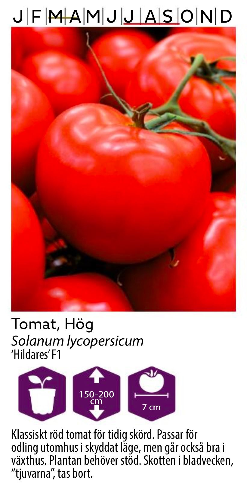 Tomat Hög Hildares