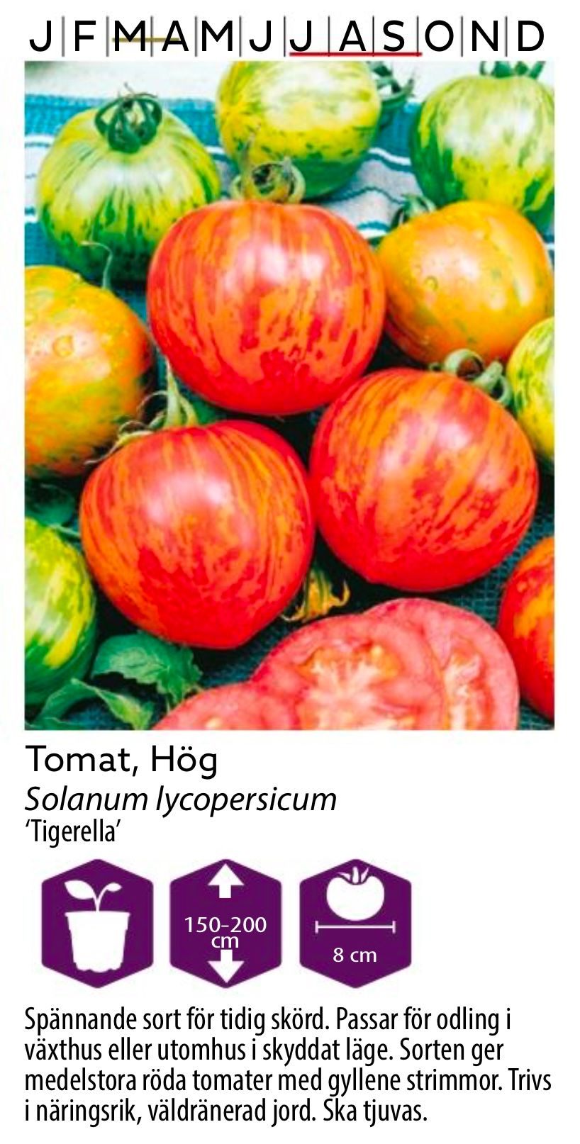 Tomat Hög Tigerella