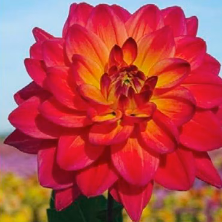 Dahlia Hög Dekorativ Red Silence Röd