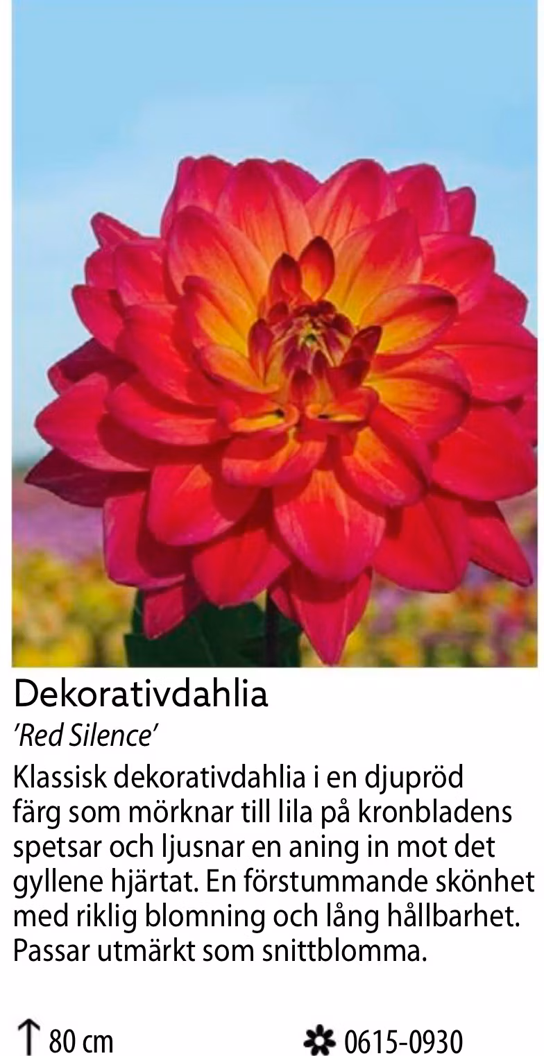 Dahlia Hög Dekorativ Red Silence Röd