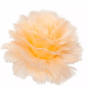 Fjäderblomma Med Clip Aprikos