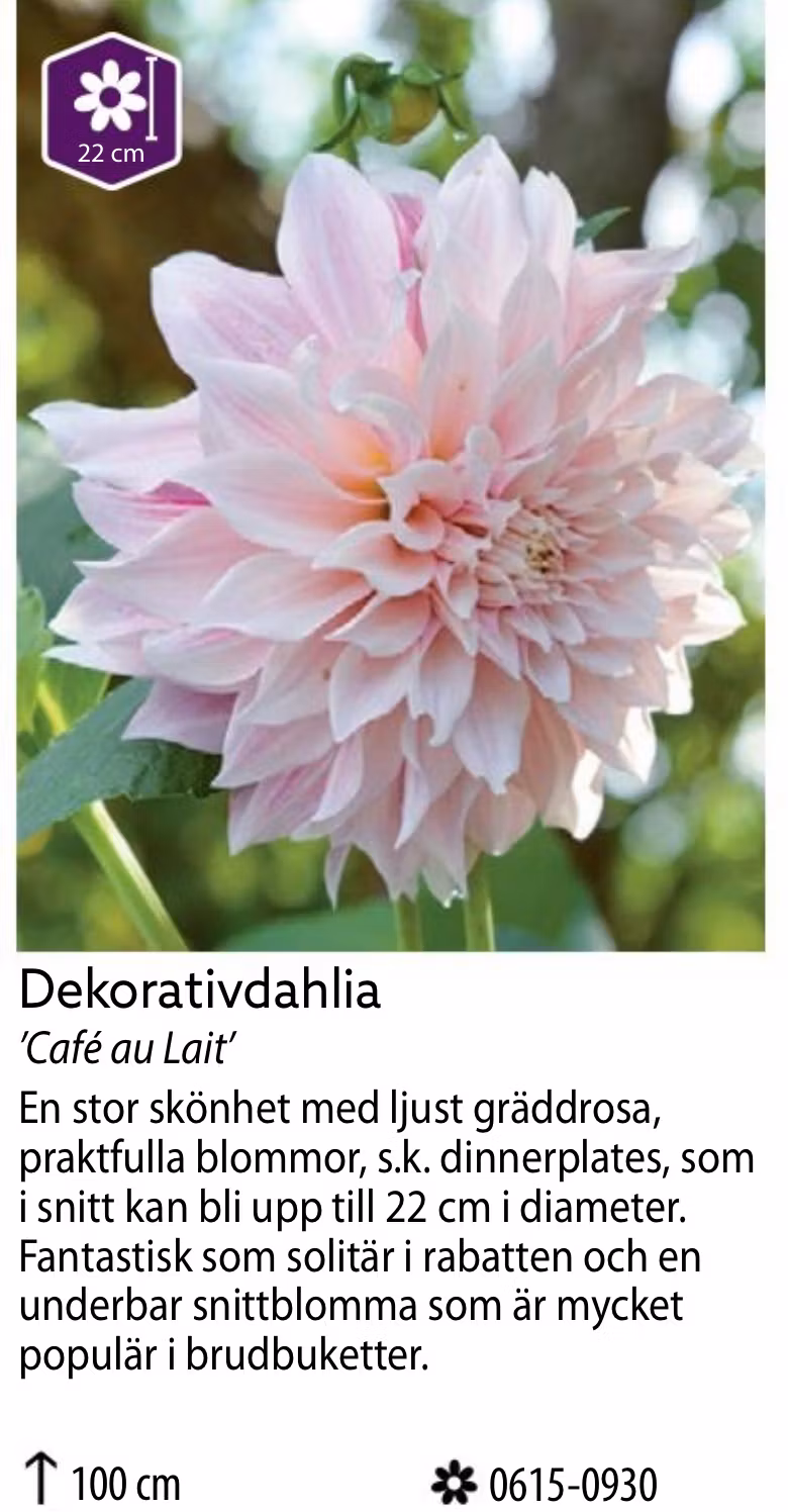 Dahlia Hög Dekorativ Cafe au Lait