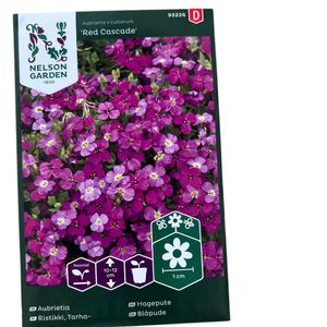 Aubrietia Red Cascad