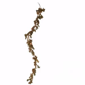 Girlang Kottar Glitter