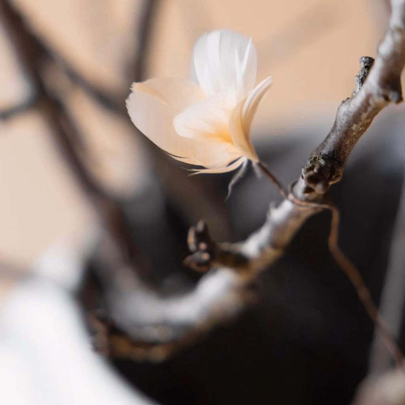 Fjäder Trådad Blom Aprikos 6pk