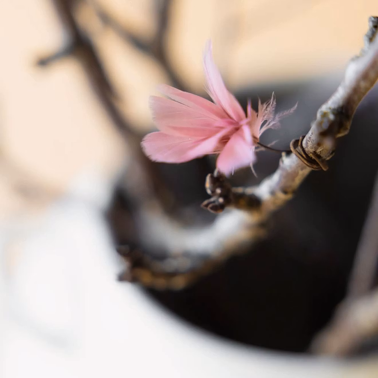 Fjäder Trådad Blom Gammelrosa 6pk