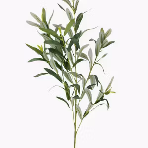 Konstväxt Olivkvist