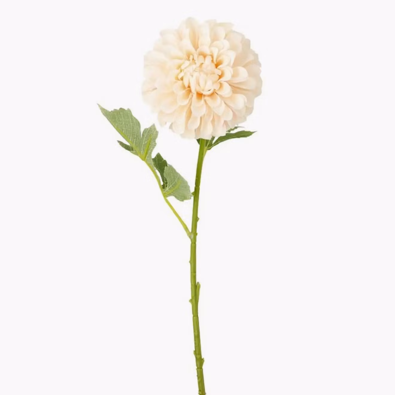 Konstväxt Dahlia Aprikos