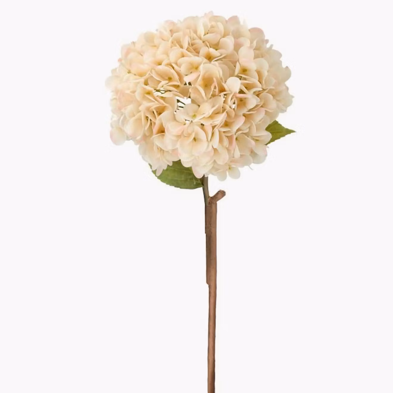 Konstväxt Hortensia Aprikos