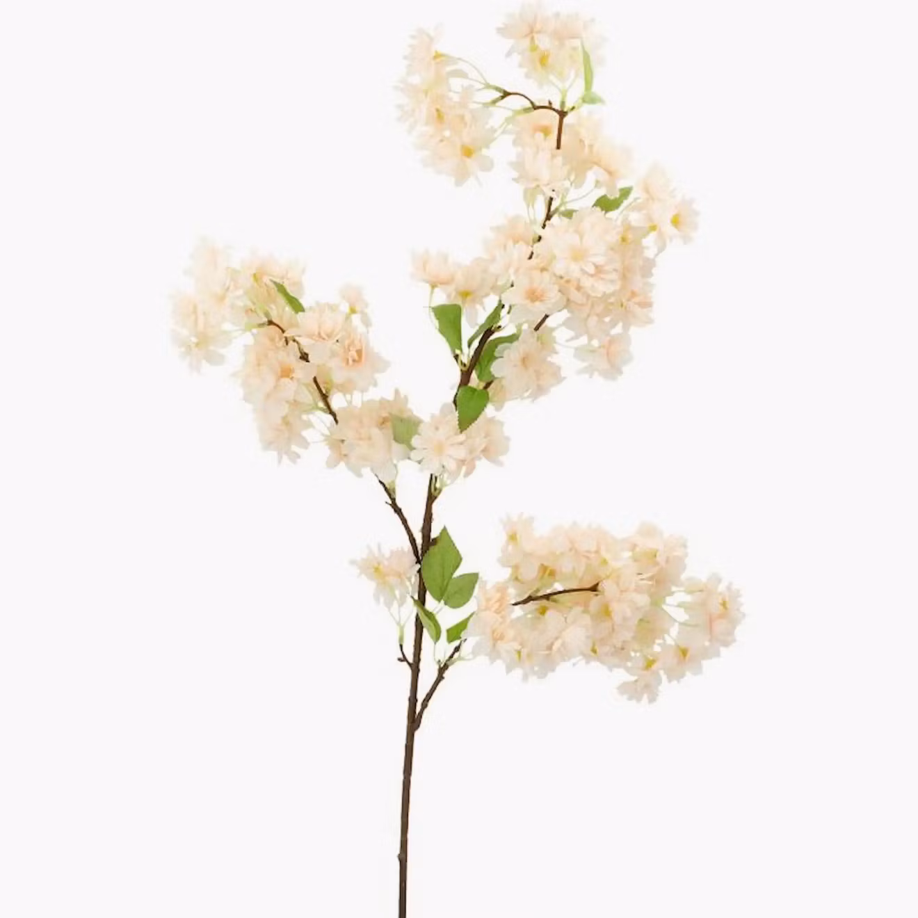 Konstväxt Körsbärsblom Aprikos