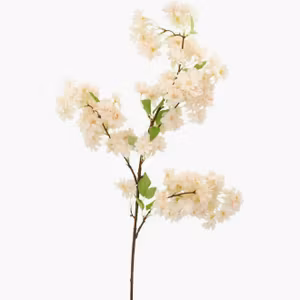 Konstväxt Körsbärsblom Aprikos