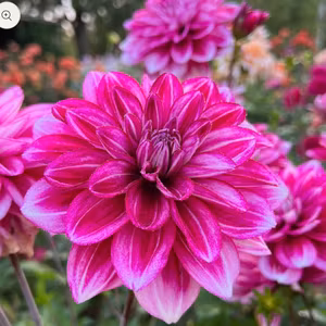 Dahlia Hemisphere