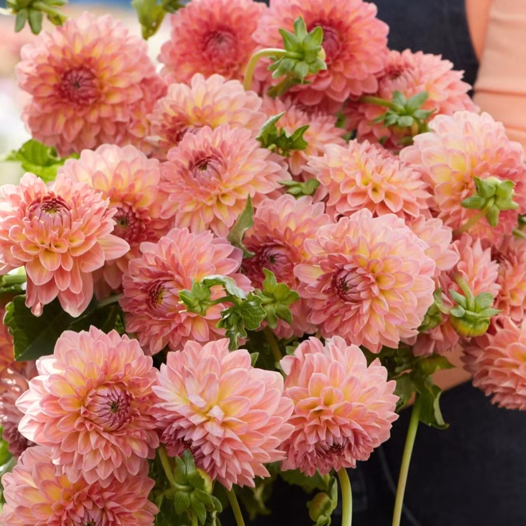 Dahlia Hillcrest Suffusion