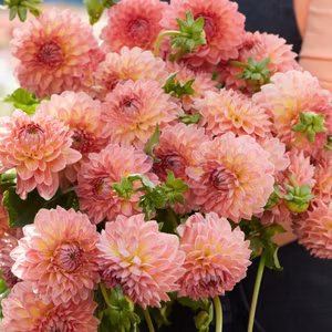 Dahlia Hillcrest Suffusion