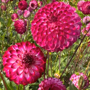 Dahlia Little Robert