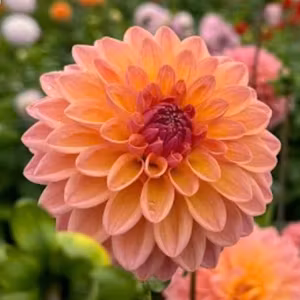 Dahlia Moderato