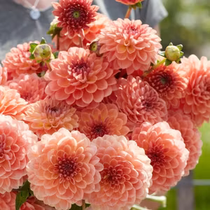 Dahlia Orange Breeze