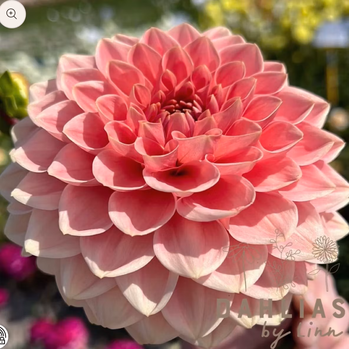 Dahlia Romance