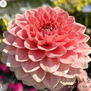 Dahlia Romance