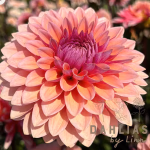 Dahlia Sweet Sanne