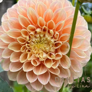 Dahlia Sweet Suzanne